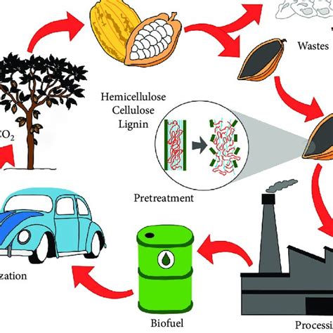 Potential Use of Industrial Cocoa Waste in Biofuel Production - Hindawi