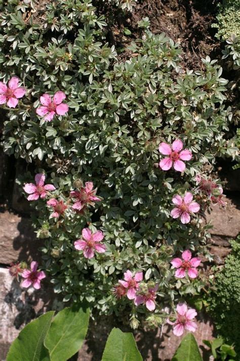 Potentilla nitida Wrightman Alpines Nursery