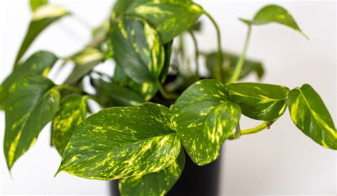 Pothos - Varieties - Quick and Easy Ultimate Guide to ... - YouTube