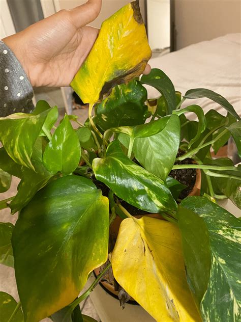 Pothos leaves turn yellow. The Pothos is very sensitive to dry air and low humidity levels. If your plant is subjected to dry soil and low levels of humidity, the leaves will start to turn yellow and then brown along the edges. They will also start to wilt, becoming droopy and lethargic. If your leaves are simply brown around the edges, you still have plenty of time to ... 