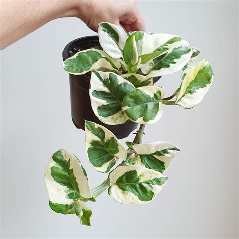 Pothos njoy. 24 in. 8 in. 22 in. This Air purifying plant is arguably one of the easiest plants to grow indoors. The pothos grows in a vine like fashion making it a great plant to have in a hanging display to fill up any empty space on a shelf or desktop. This particular variety has shorter, more rounded leaves than a typical pothos, and has a tanish white ... 