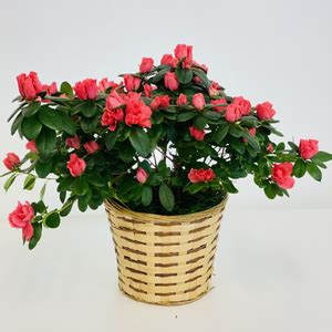 Potted Azalea Detroit Lakes Floral - Local Flower Delivery Detroit ...