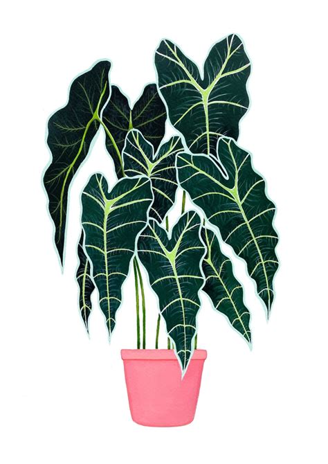 Potted Elephant Ear - Etsy