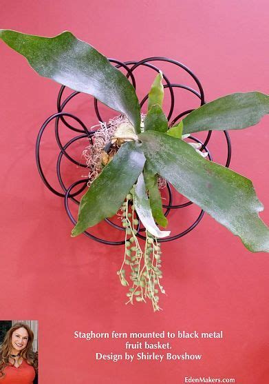 Potting Staghorn Fern in Wire Basket With Moss - SFGATE