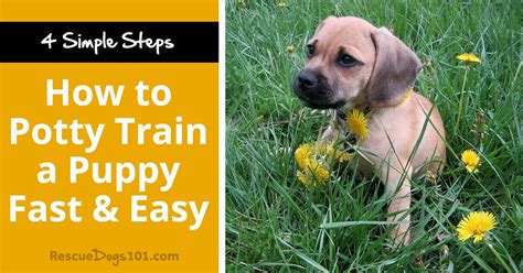 Potty training rescue dog. Things To Know About Potty training rescue dog. 