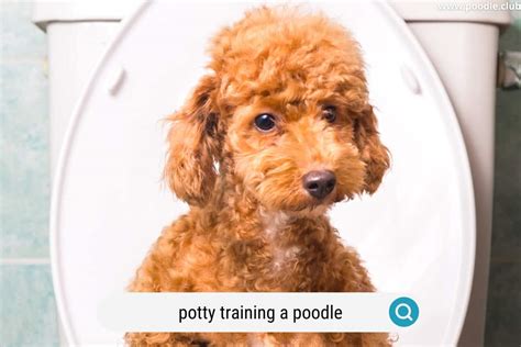 Potty training with stairs Poodle Forum