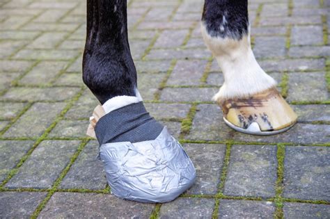 Poultices - Horse First Aid & Health Care from SmartPak Equine