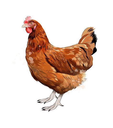 Poultry Drawing