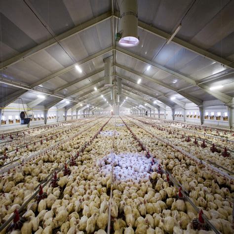 Poultry House China Trade,Buy China Direct From Poultry House Factories …