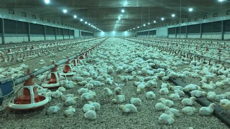 Poultry farmers hit back at noise and odour complaints