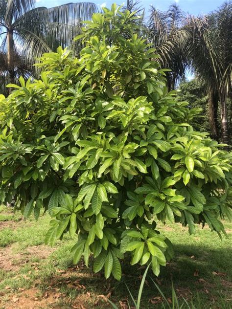 Pouteria caimito - Wikipedia