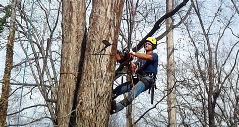 Powell and sons tree service near me. Things To Know About Powell and sons tree service near me. 