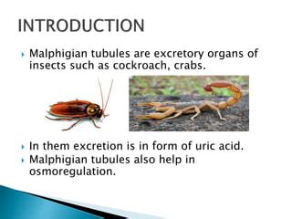 Power Point Presentation On Cockroach Excretory Products