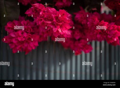 🔥 Poxa_Mahara Onlyfans Leaked [HD]