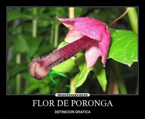 Una Bonita Flor, Solita En Su Plantado Asta Que.....ZangeoTV - La Flor De PorongaActores:Esteban
