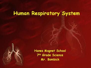 Ppt Human Respiratory System Powerpoint Presentation Free To Download Id 42d100 Ntayy