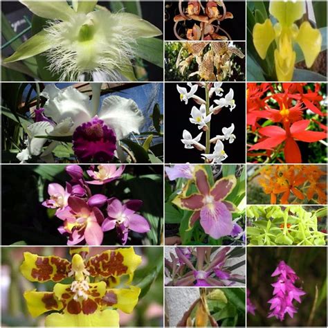 Práctica guía de bolsillo para las orquídeas de tailandia sudeste asiático. - Difference between inpatient coding guidelines and outpatient.