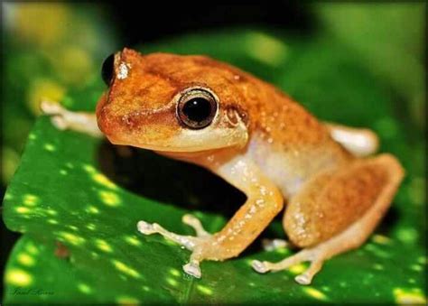 Coqui Frogs were accidentally introduced to the Big Island in the late 1980’s on imported nursery plants. Beloved in their native Puerto Rico, coqui in Hawai‛i lack the natural predators that keep their population in balance, and their numbers quickly exceeded the population densities of their home range.. 