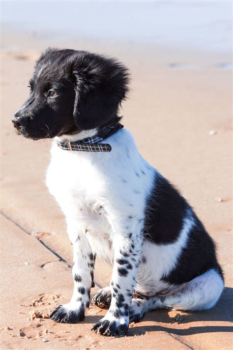 Prachtige GOLDEN RETRIEVER X FRIESE STABIJ pups