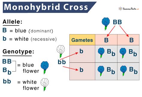 Practical For Life Science Monohybrid Cross Models