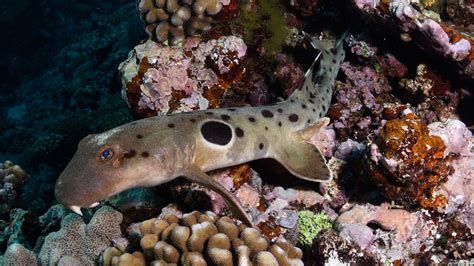 Practical Tips: Experiencing Epaulette Sharks in the Wild