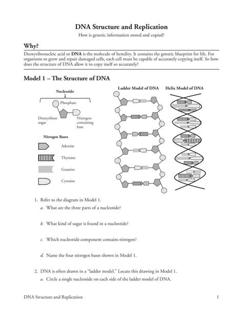 Dna Structure And Replication Answer Key Pdf. Dna Structure And Replication Pogil Biology Answer Key File Name: Refer to the diagram in model 1. A nucleotide is made of three parts: 123 dna replication worksheet answer structure of dna worksheet answers dna or deoxyribonucleic acid is the molecule of. 1 2.A Dna Molecule 3. . 