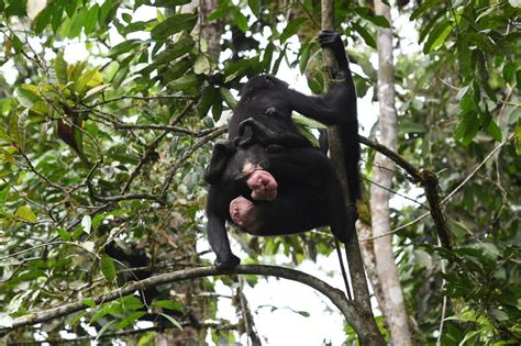 474px x 266px - th?q=Practice of masturbation by bonobo chimpanzees