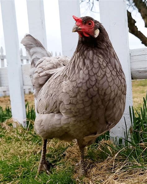 Prairie Bluebell Eggers: hen or roo? ferngullyfarm; Apr 7, 2