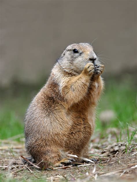 Prairie dog dog. native. Habi­tat. Cyno­mys lu­dovi­cianus oc­cu­pies a rel­a­tively re­stricted range of open, level, arid, short-grass plains. These prairie dogs are com­monly found near river flats or in … 