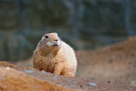 Prairie dog hunting Prairie dog hunt Prairie dog guide