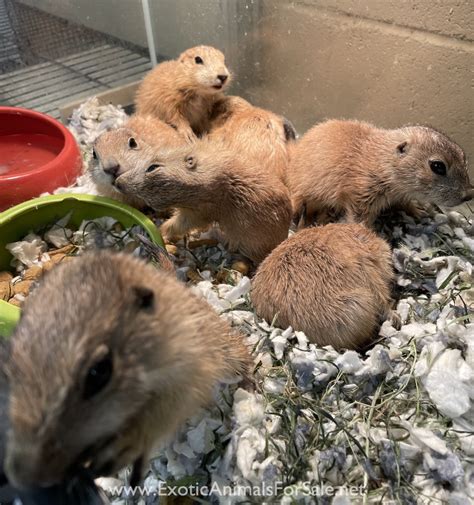 Prairie dogs for sale. The following is a popular poison method for dealing with these rodents: Spread a heaping tablespoon of rolled oats around each prairie dog hole. Add another tablespoon every day until the prairie dogs begin eating it readily. Add a toxin (zinc phosphide, for example) to the oats as you continue baiting. 