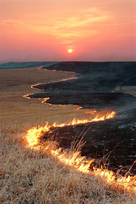Fire is as much a part of the prairie landscape as grass. Before settlement, tallgrass prairie covered 170 million acres of North America from Texas to Canada. Frequent fires (ignited by native peoples or lightning) maintained the grassland, destroying shrubs and trees that would otherwise encroach on the land while letting native fire-adapted grasses thrive.