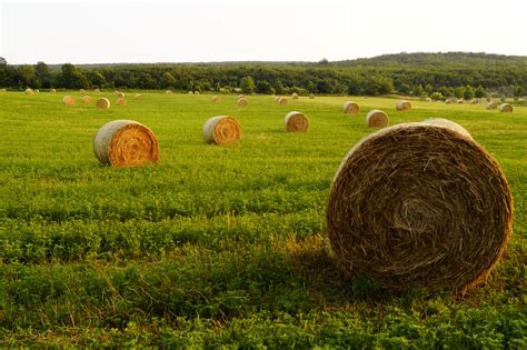 Prairie grass hay. Bromegrass is also a good choice for older horses that need softer hay. 3) Prairie Grass . Prairie grass hay is a mixture of native grasses grown in the Midwestern U.S. The protein content of ... 