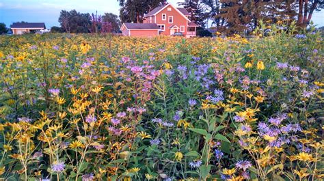 Prairie nursery. Prairie Nursery offers a variety of native wildflowers that attract pollinators and provide nectar and seeds. Browse plants and seeds of different species, such as milkweed, columbine, lavender hyssop, and more. 