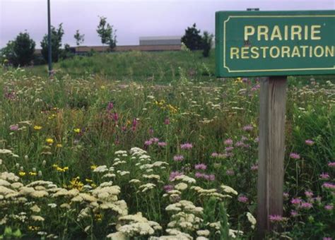 restoration project to improve plant diversity. SITE PREPARATION Site