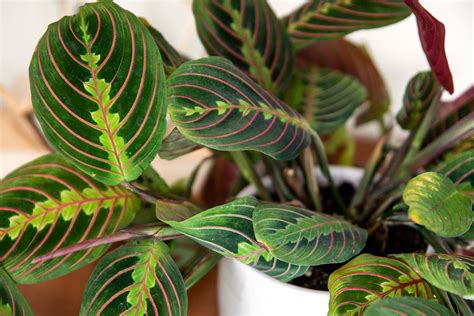 Prayer plant care. View Prayer Plant Care Guide Botanical Name. Maranta leuconeura “Marisela” Common Name(s) Prayer Plant, Herringbone Plant, Maranta Prayer Plant, Marisela Prayer Plant People also browsed. Most Gifted Red Prayer Plant SM $ 49. Charcoal Add to cart Sympathy Bundle Bundles $ 118 $ 99. Slate Join waitlist. Most Gifted Mini Money Tree … 