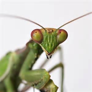 💋 Praying Mantis Onlyfans Leak (SEX)