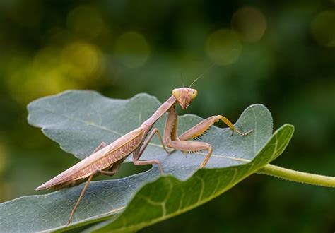 Praying Mantis - Facts and Beyond Biology Dictionary