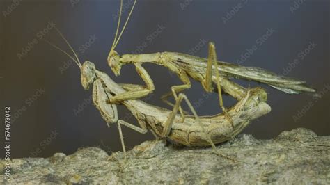 Praying mantis sex.  In today&rsquo;s episode, we&rsquo;re diving into the fascinating and...