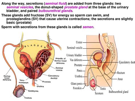 Pre cum have sperm.  These glands are different from the prostate and testes ...