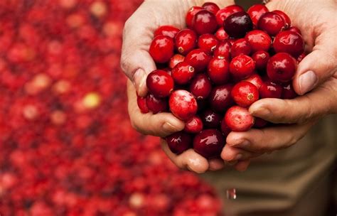 Prebiotic potential of cranberry pomace fractions detailed in study