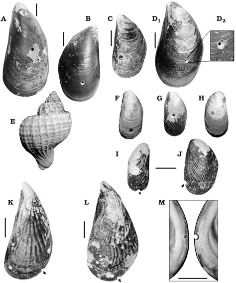 Predation Impact of Small Drilling Gastropods on the Japanese …