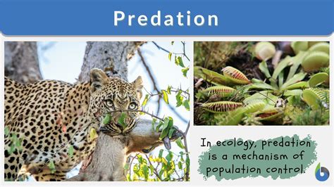 Predation synonym.  Predation is a biological interaction in which one organism, the pred...
