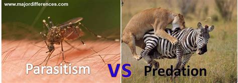 Predation vs Parasitism Difference and Comparison