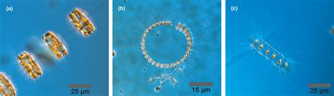 Predatory cues drive colony size reduction in marine diatoms - Rigby …