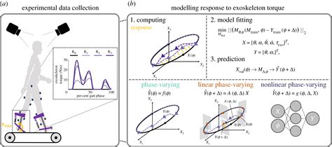 Predicting walking response to ankle exoskeletons using data …