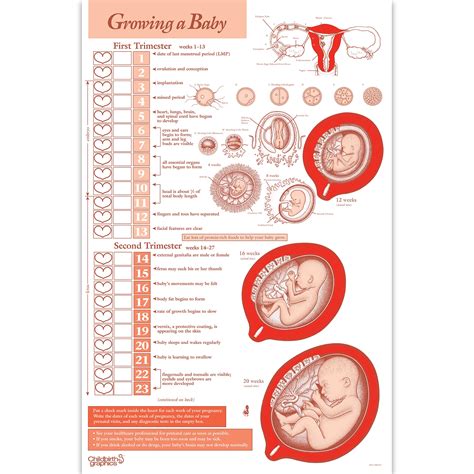 Pregnancy Baby Growth Chart