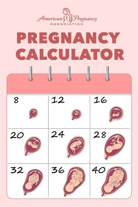 Pregnancy Calculator
