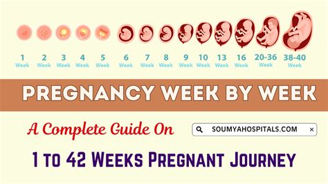 Pregnancy Calendar A WeekByWeek Guide