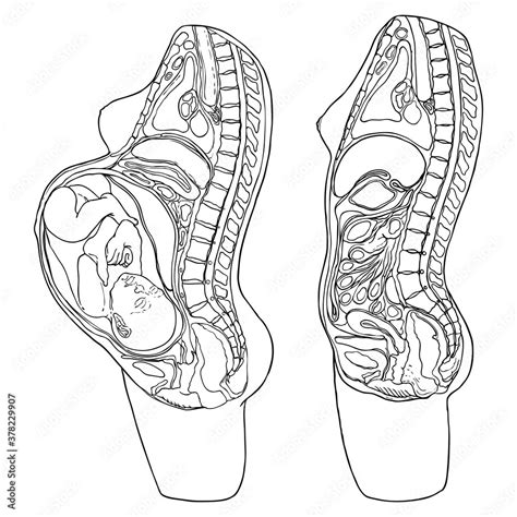 Pregnancy Diagram Organs